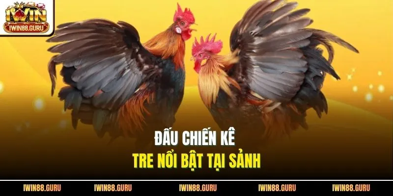 Đấu chiến kê tre nổi bật tại sảnh